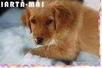 1024-dog8.jpg